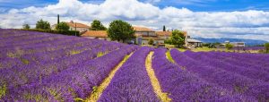 Provence thiên đường hoa oải hương nước Pháp