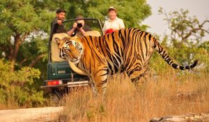 Vườn quốc gia Kanha là một trong những khu dự trữ động vật hoang dã đẹp nhất châu Á