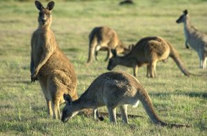 Những chú Kangaru đáng yêu của vườn bách thú Perth